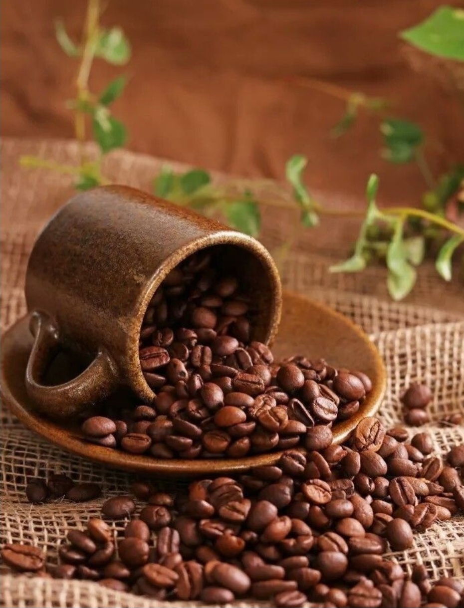 Rows of freshly roasted coffee beans prepared for cupping